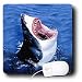Electronics : Sharks - Great White Shark - Mouse Pads