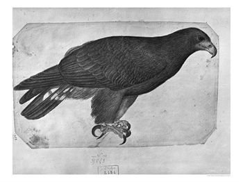 Hawk