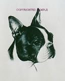 Boston Terrier - Portrait by Cindy Farmer