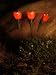 Solar Flower/Garden Accent Light, Red Set of 3