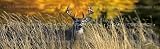 Window Graphic - 16x54 Autumn Buck