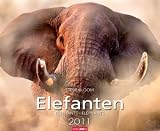 Elefanten 2011