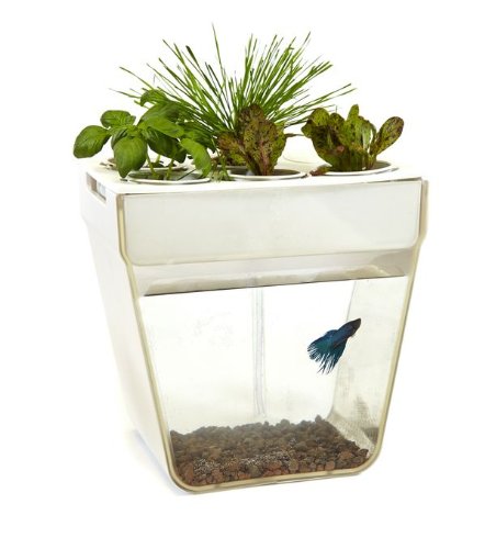What Is the AquaFarm? The AquaFarm combines a 3-gallon fish tank with a vegetable and herb grow bed into one closed-loop system that fits easily on any kitchen counter. The waste from the fish provides nutrients for the plants, and the plants clean the water for the fish!