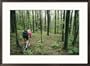 A bicyclist rides through the woods Sports Framed Art Poster Print by Skip Brown, 29x21