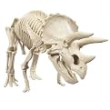 I Dig Dinosaurs Triceratops Skeleton