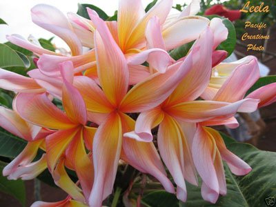 20 Fresh Seeds Plumeria Agave Rare Real Leela www 20 Fresh Seeds Plumeria Agave Rare Real Leela www