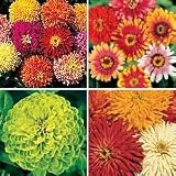 Zinnia Seeds - Old-Fashioned Zinnia Collection