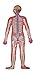 Herindera Human Nervous System Extra Large Size RS.1000.00