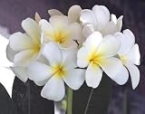 Potted Plumeria Plant - Select Whites - 15-18 plant