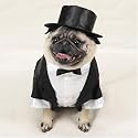 Casual Canine Dog Tuxedo - Dog Costume - Large
