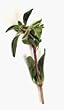 One pound Whole Marjoram