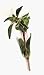 Gourmet Food : One pound Whole Marjoram