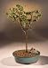 Bonsai Boy's Divi Divi Bonsai Tree<br><i>(caesalpinia coriaria)</i>
