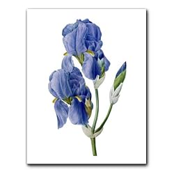 Iris Pallida - Gift Enclosure Cards (set of 12)