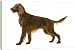 Dog - Red / Irish Setter - 20 Inch Canvas Print (51 cm) by Ardea