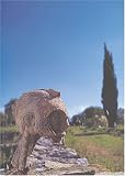 Les Etrusques en France : Arch�ologie et collections