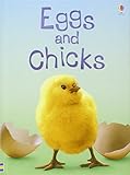 Eggs and chicks