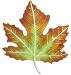 Sterling Silver Enamel Fall Leaf Pin