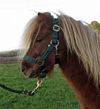 Nylon Halfter 2-fach verstellb Shetty himmel-blau