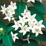 Vine Plant Seeds - Madagascar Jasmine