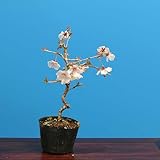 苗：富士桜（かすみ）