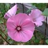 Pink Beauty Mallow - 30 Seeds, 500 mg - Lavatera