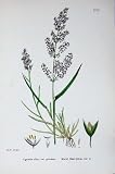 Botany Plants C1902 Marsh Bent-Grass Agrostis Flowers