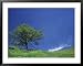 Lone Oak, Spring Greens, Washington, USA Framed Art Poster Print by Darrell Gulin, 39x31