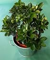 Dwarf Orange Tree 45cm