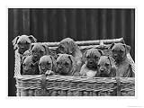 Basket-Full of Boxer Puppies with Their Adorable Wrinkled Heads, Dogs & Puppies Photographic Poster Print by Thomas Fall, 16x12