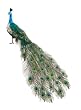 60" Life-Size Colorful Regal Peacock Bird with Closed Tail Feathers Decoration