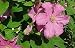 Comtesse de Bouchard Clematis Vine - Potted!