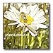 Daisy and Bee Plant Seeds of Joy- Flowers- Floral Art - 10x10 Wall Clock