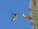 Female Antillean Mango, Feeding on Cactus Blossom, Bosque Estatal De Guanica, Puerto Rico Art Photographic Poster Print by Rolf Nussbaumer, 16x12