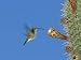Female Antillean Mango, Feeding on Cactus Blossom, Bosque Estatal De Guanica, Puerto Rico Art Photographic Poster Print by Rolf Nussbaumer, 16x12