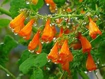 Glory Vine Tresco Mix 100 Seeds