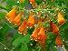 Glory Vine Tresco Mix 100 Seeds
