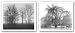 Kitchen & Housewares : Winter and Gathering Trees Set by Richard Calvo 8"x7" Art Print Poster