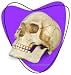 POOR YORICK SKULL