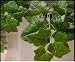 20 Inch Boston Ivy Bush-fire Retardant