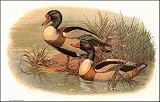 Game Birds-2 of 6 Art Print Poster By Jacques Cartier, 18  x 12 