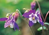 Review Crocus  / Aqueligia alpina
