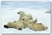 Polar Bear Playtime - 24x36 - ART PRINT / POSTER
