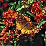Orange Glory Flower