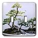 Trees - Bonsai Tree - Light Switch Covers - double toggle switch
