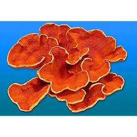 Nature's Image Artificial Corals: Cup Coral by