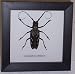 Butterflies By God - Long Horn Beetle In A Black Shadowbox Frame