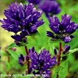 【メール便配送】　国華園　花たね　多年草　ヤツシロソウ　紫花　1袋(約200粒)