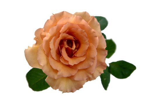 ジュリア　【茶色】　30本　◆バラの花束◆　