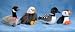 9 INCH CANADA GOOSE